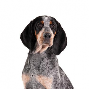 Bluetick Coonhound