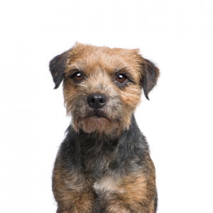 Border Terrier