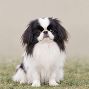 Japanese Chin