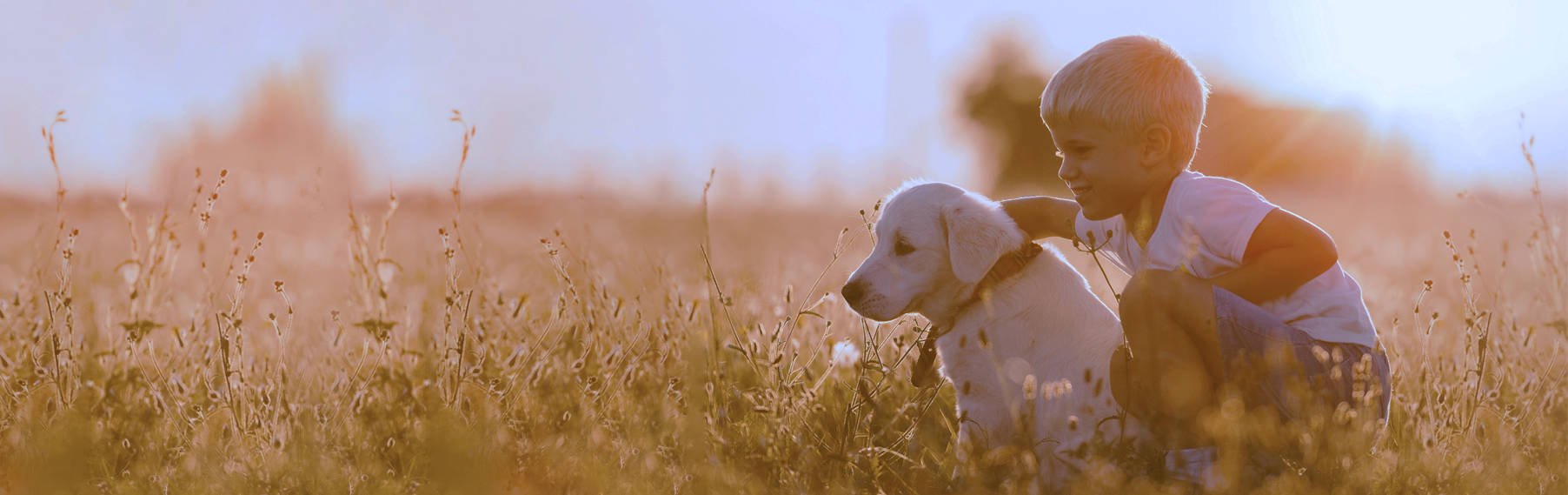 The Perfect Puppy for You banner