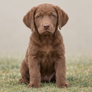 Chesapeake Bay Retriever puppies breed