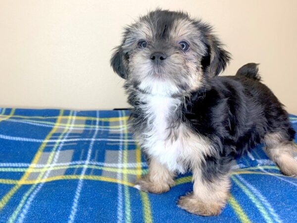 Shorkie-DOG-Female-black tan-13401-Petland Fairfield, Ohio