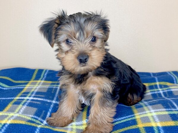 Yorkshire Terrier-DOG-Male-BLK TAN-13409-Petland Fairfield, Ohio