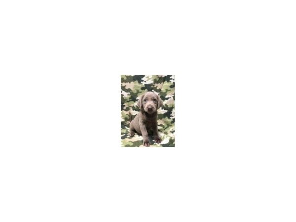 Labrador Retriever DOG Male Silver 13459 Petland Fairfield, Ohio