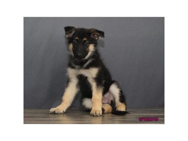 German Shepherd Dog DOG Female Black / Tan 13438 Petland Fairfield, Ohio