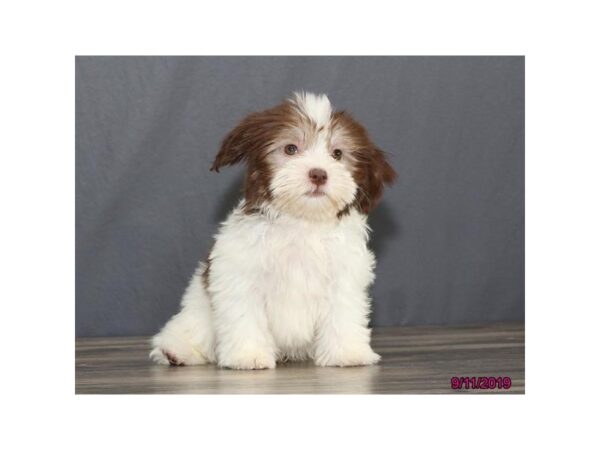 Havanese DOG Male Chocolate / White 13441 Petland Fairfield, Ohio