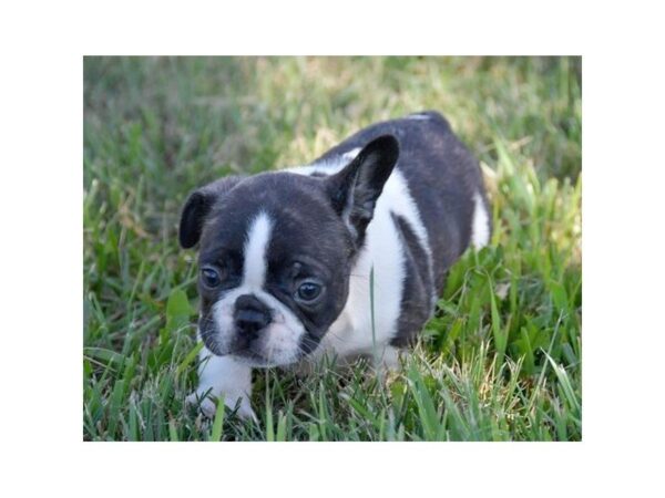 French Bulldog DOG Male Brindle / White 13436 Petland Fairfield, Ohio