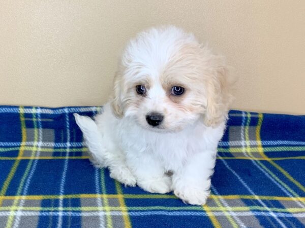 Maltese DOG Female White 13443 Petland Fairfield, Ohio