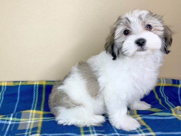 Havanese DOG Female BROWN WHITE 13426 Petland Fairfield, Ohio