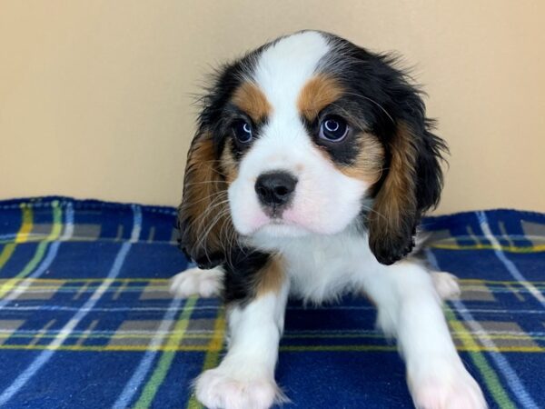 Cavalier King Charles Spaniel DOG Male TRI 13425 Petland Fairfield, Ohio