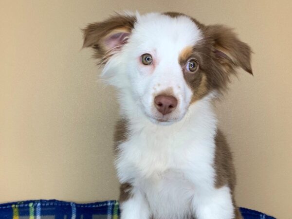 Mini Aussie DOG Female RED TRI 13418 Petland Fairfield, Ohio