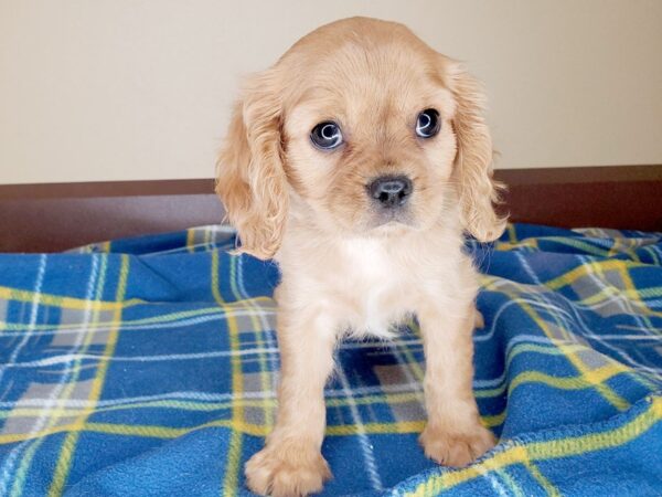 Cavalier King Charles Spaniel DOG Male Ruby 13463 Petland Fairfield, Ohio