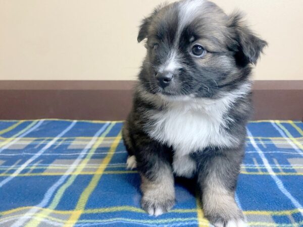 Aussie Mo-DOG-Female-SABLE MERLE-13472-Petland Fairfield, Ohio