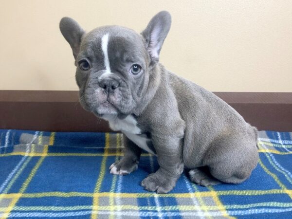 French Bulldog DOG Male Blue 13469 Petland Fairfield, Ohio