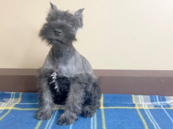 Miniature Schnauzer DOG Female Black 13466 Petland Fairfield, Ohio