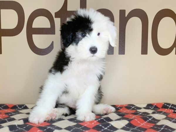 Old English Sheepdog DOG Female Black / White 13476 Petland Fairfield, Ohio