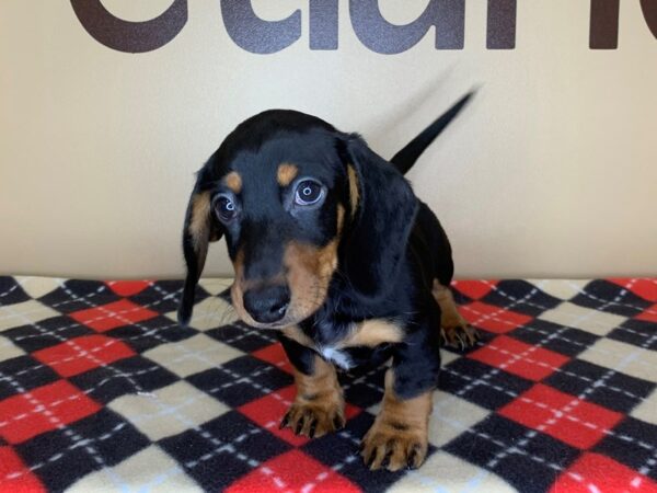 Dachshund DOG Male BLK TAN 13480 Petland Fairfield, Ohio