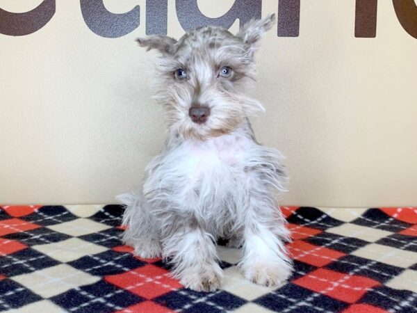 Miniature Schnauzer DOG Female Chocolate Merle 13477 Petland Fairfield, Ohio