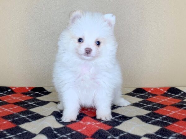 Pomeranian DOG Female Cream 13479 Petland Fairfield, Ohio