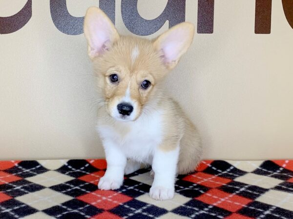 Pembroke Welsh Corgi-DOG-Female-Red / White-13483-Petland Fairfield, Ohio