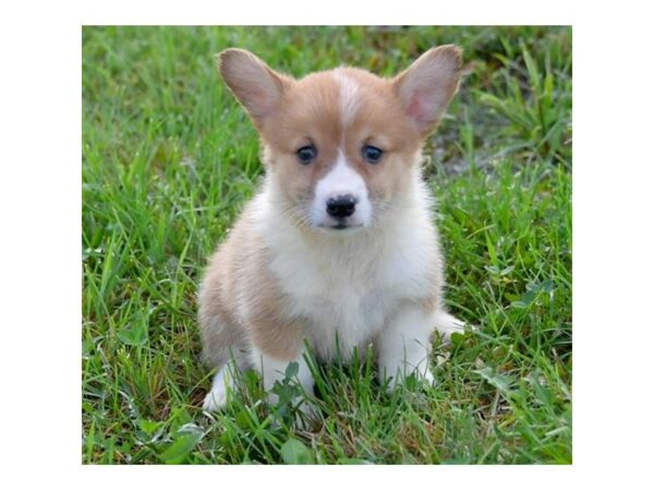 Pembroke Welsh Corgi DOG Female Red / White 13491 Petland Fairfield, Ohio