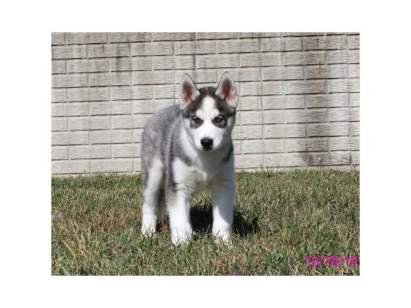 Siberian Husky-DOG-Male-Black / White-13493-Petland Fairfield, Ohio