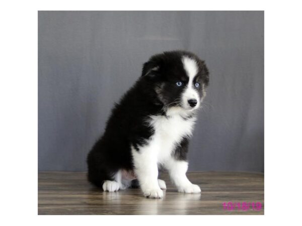 Siberian Husky/American Eskimo-DOG-Male-Black / White-13490-Petland Fairfield, Ohio