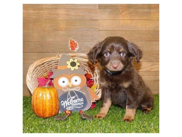 Miniature Australian Shepherd DOG Male Red 13505 Petland Fairfield, Ohio