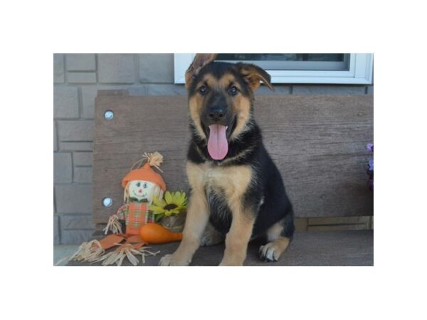 German Shepherd Dog DOG Male Black / Tan 77787 Petland Fairfield, Ohio