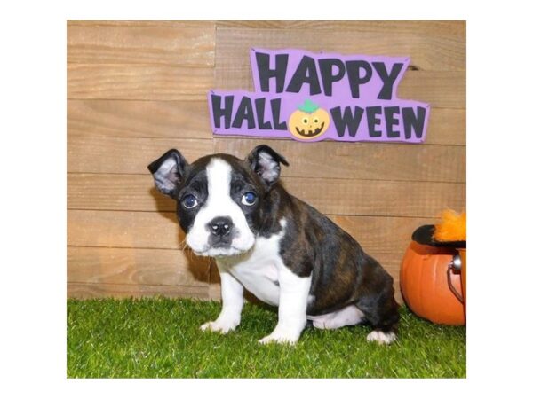 Boston Terrier-DOG-Male-Black Brindle / White-13494-Petland Fairfield, Ohio