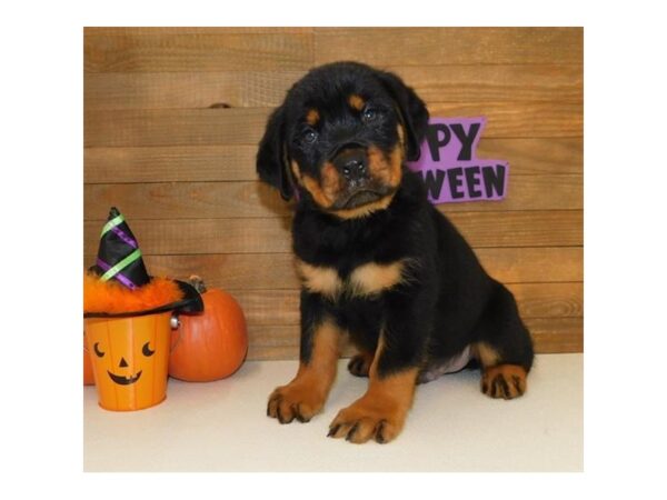 Rottweiler DOG Male Black / Mahogany 13497 Petland Fairfield, Ohio