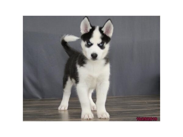 Siberian Husky DOG Male Black / White 13501 Petland Fairfield, Ohio