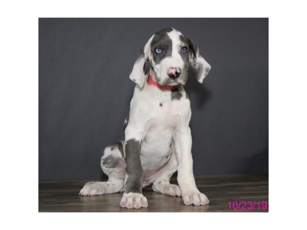 Great Dane DOG Female Merlequin 13499 Petland Fairfield, Ohio