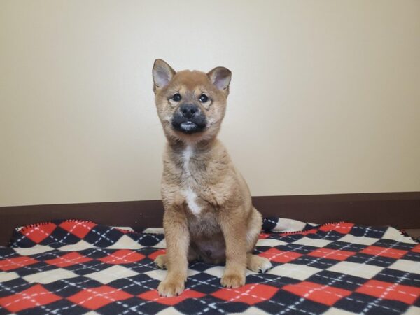 Shiba Inu DOG Male Red 13503 Petland Fairfield, Ohio