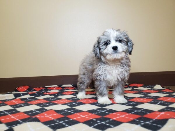 Aussiedoodle Mini-DOG-Male-Blue Merle-13504-Petland Fairfield, Ohio