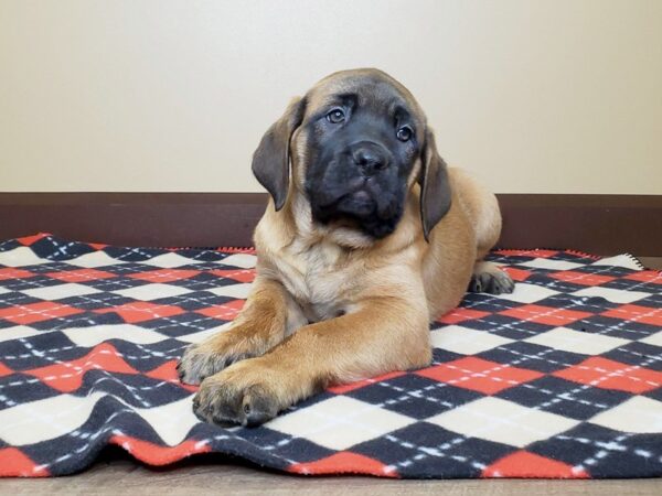 English Mastiff-DOG-Female-Apricot-13508-Petland Fairfield, Ohio