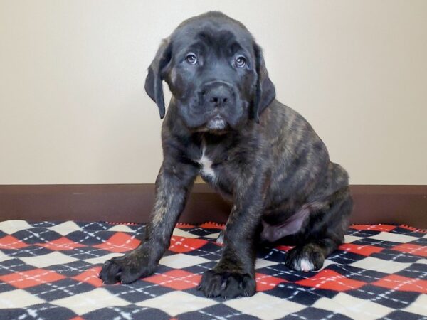 English Mastiff DOG Male Brindle 13507 Petland Fairfield, Ohio