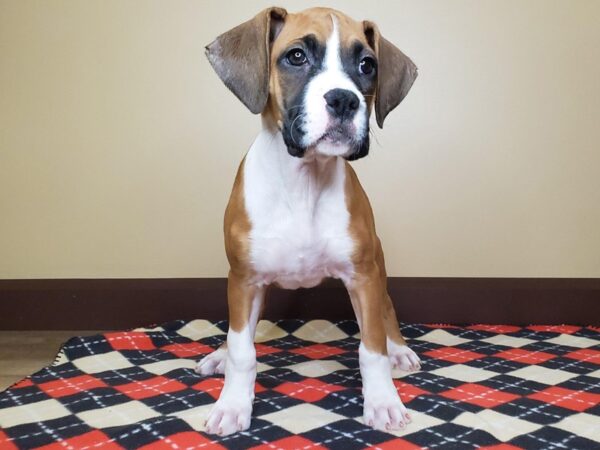 Boxer DOG Female Fawn 13506 Petland Fairfield, Ohio