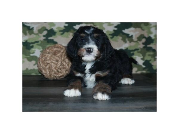 Poodle/Bernese Mountain Dog-DOG-Female-Black Rust / White-13512-Petland Fairfield, Ohio