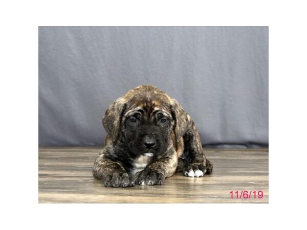 Mastiff-DOG-Female-Brindle-13514-Petland Fairfield, Ohio