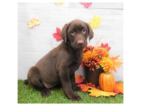 Labrador Retriever DOG Female Chocolate 13509 Petland Fairfield, Ohio