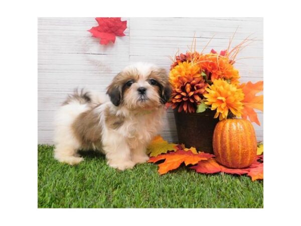 Shih Tzu DOG Male Red Gold / White 13510 Petland Fairfield, Ohio