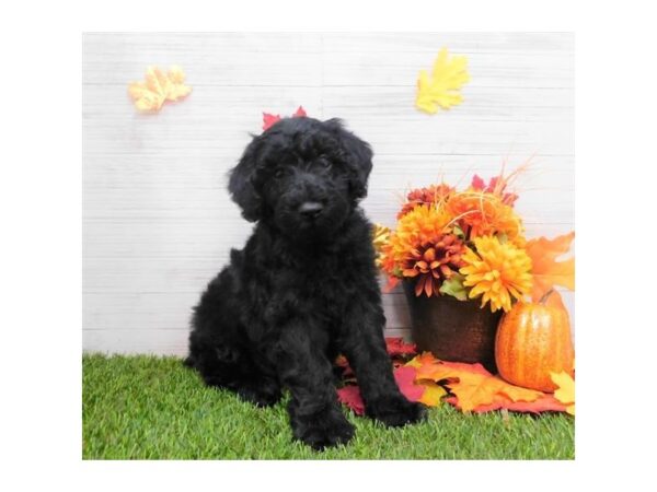 Whoodle-DOG-Male-Black-13511-Petland Fairfield, Ohio