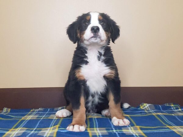 Bernese Mountain Dog DOG Male 13520 Petland Fairfield, Ohio