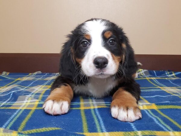 Bernese Mountain Dog DOG Female 13519 Petland Fairfield, Ohio