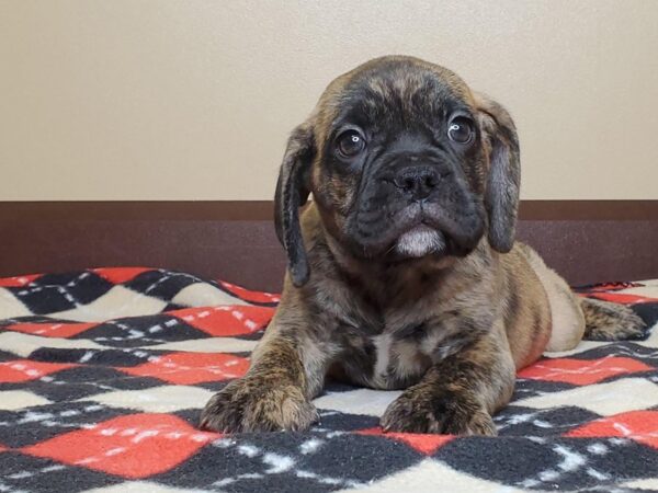 Bull Puggle DOG Male BRINDLE 13517 Petland Fairfield, Ohio