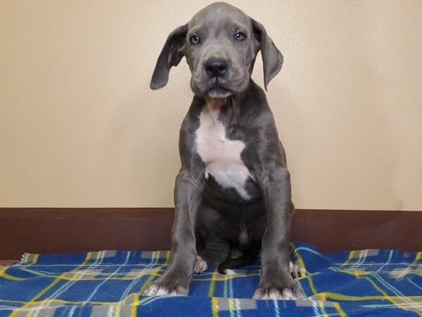 Great Dane DOG Male Gray 13516 Petland Fairfield, Ohio