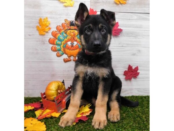 German Shepherd DOG Male Black and Tan 13527 Petland Fairfield, Ohio