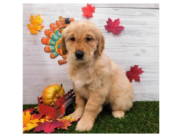 Golden Retriever DOG Female Golden 13526 Petland Fairfield, Ohio