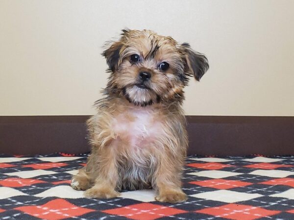 Shih Tzu/Yorkie-DOG-Male--13530-Petland Fairfield, Ohio